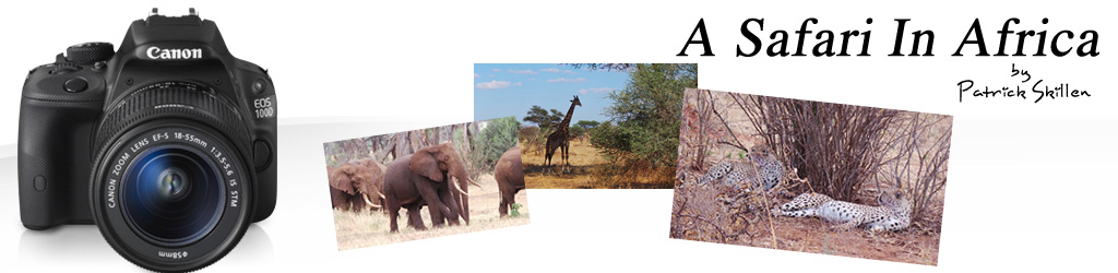 The Glare - Travel Information to Destinations Around the World - A Safari In Africa